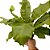 Asplênio - Asplenium nidus - Imagem 2