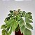 Avenca Gigante - Adiantum macrophylla - Imagem 1