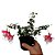 Brinco de Princesa Rosa com Branco - Imagem 4