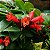 Columéia Batom Vermelha - Aeschynanthus pulcher - Imagem 1