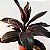 Dracena Cordyline Chocolate - Imagem 2