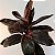 Dracena Cordyline Chocolate - Imagem 1