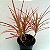 Dracena Tricolor - Imagem 1