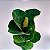 Ficus lyrata - Figueira-lira - 40/50 centímetros - Imagem 1