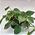 Filodendro - Philodendron hederaceum - Imagem 2