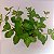 Hortelã - (Mentha spicata) - Imagem 2