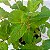Hortelã - (Mentha spicata) - Imagem 1