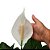 Lírio da Paz Gigante - Spathiphyllum Sensation - Imagem 2