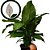 Lírio da Paz Gigante - Spathiphyllum Sensation - Imagem 1