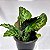 Maranta zebrina "Calatheas" - Imagem 1