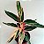 Maranta Tricolor - Stromanthe thalia - Calathea Trialstar - Imagem 1