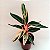 Maranta Tricolor - Stromanthe thalia - Calathea Trialstar - Imagem 2