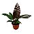 Philodendron Red Emerald - Imagem 1