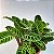 Planta Zebra - Calathea Zebrina - Imagem 1