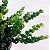 Columéia - Dobrada Crespa - Aeschynanthus rasta - Imagem 3
