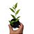 Columéia Sininho - Columneia Microphylla - Imagem 3