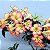 Viréia - Vireya - Rhododendron retusum - Imagem 2