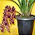 Orquídea Cymbidium Pendente Doroth Stocksfill - Imagem 2