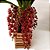 Orquídea Cymbidium Pendente Doroth Stocksfill - Imagem 1