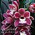 Orquídea Cymbidium Pendente Rosa CPR - AD - Imagem 2