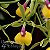 Orquídea Epicattleya Rene Marques "Tyler" - NBS - Imagem 1