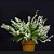 Orquídea Pleurothallis linearifolia - Adulta - Imagem 1