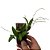 Orquídea Pleurothallis linearifolia - Adulta - Imagem 3