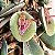 Orquídea Pleurothallis - Acianthera rostellata - Imagem 1