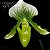 Orquidea Paphiopedilum maudiae "Green" - Imagem 1