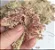 Substrato Sphagnum - Musgo - 150 gramas - Imagem 3
