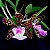 Orquídea Cattleya aclandiae - 8cm - Imagem 1