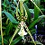 Orquídea Brassia Chieftain - AD - Imagem 1