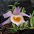 Orquídea Dendrobium loddigesii - no leque - Imagem 4