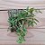 Orquídea Dendrobium loddigesii - no leque - Imagem 5