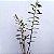 Orquidea Dendrobium moschatum - 40/50 cm - Imagem 2