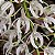 Orquídea Dendrobium speciosum - NBS - Imagem 2