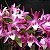 Orquídea Dendrobium Stardust "Rainbow Dance" - AD - Imagem 1