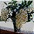 Dendrobium Thyrsiflorum - Nbs - Imagem 1