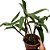 Dendrobium Thyrsiflorum - Nbs - Imagem 2