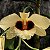 Orquídea Dendrobium Gatton Sunray - Adulta - Imagem 2