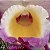 Orquídea Dendrobium Nobile "Comet King" - NBS - Imagem 2