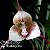 Orquídea Drácula erythrochaete - AD - Imagem 1