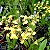 Orquídea Oncidium Flexuosum - AD - Imagem 1