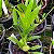 Orquídea Oncidium Flexuosum - AD - Imagem 2
