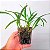 Orquídea Oncidium longipes - AD - Imagem 2