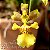 Orquídea Oncidium longipes - AD - Imagem 1