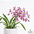 Orquídea Oncidium ornitorrinchum - AD - Perfumada - Imagem 1