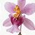Orquídea Oncidium ornitorrinchum - AD - Perfumada - Imagem 2