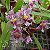 Orquídea Oncidium ornitorrinchum - AD - Perfumada - Imagem 1