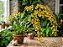 Orquídea Oncidium sphacelatum - AD - Imagem 5